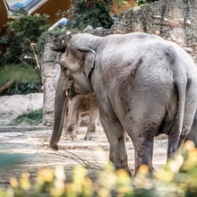 Asiatischer Elefant Farha im Kaeng Krachan Elefantenpark des Zoo Zürich.