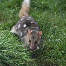 Tüpfelbeutelmarder