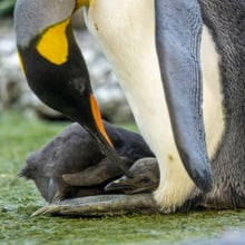 Junger Königspinguin im Zoo Zürich.