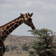 Giraffe in Kenia