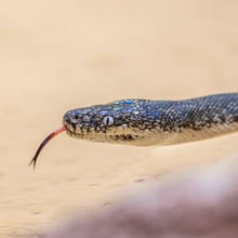 Savu-Python im Australienhaus des Zoo Zürich.