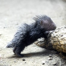 Stachelschwein Jungtier im Zoo Zürich.