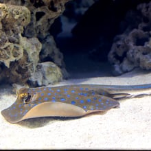 Blaupunktrochen im Aquarium des Zoo Zürich.