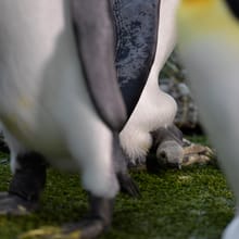 Junger Königspinguin im Zoo Zürich.