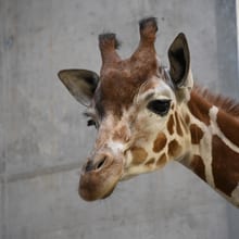 Netzgiraffe in der Quarantäne im Zoo Zürich.
