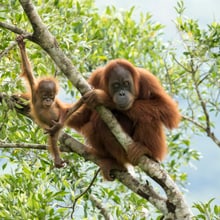 Wiederausgewilderter Sumatra-Orang-Utan mit Nachwuchs.