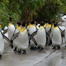 Königspinguine beim Spaziergang durch den Zoo Zürich.
