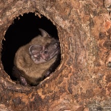 Grosser Abendsegler in Baumhöhle