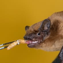 Grosser Abendsegler bei der Fütterung in der Fledermaus-Notpflegestation.