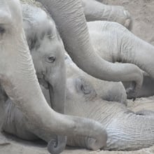 Indi, Omysha und Chandra nehmen Abschied von Druk