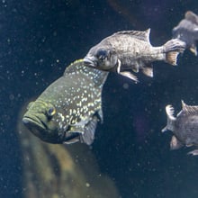 Marakeli- und Mangarahara-Buntbarsch im Zoo Zürich.