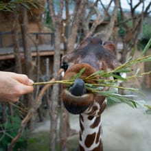 Fütterung der Netzgiraffen in der Lewa Savanne des Zoo Zürich.