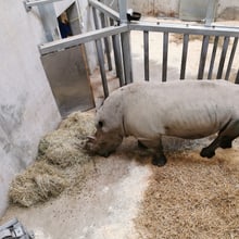 Der Breitmaulnashornbulle Kimba in der Quarantänebox.
