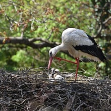 Europäische Weissstörche im Zoo Zürich.