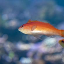 Flammen-Fahnenbarsch (Pseudanthias ignitus) im Zoo Zürich.