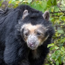 Brillenbär-Weibchen Sisa im Zoo Zürich (November 2021).