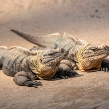 Exuma-Wirtelschwanzleguane im Australienhaus des Zoo Zürich.