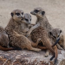 Erdmännchen in der Lewa Savanne des Zoo Zürich.