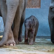 Elefanten mit neugeborenem Jungtier im Kaeng Krachan Elefantenpark im Zoo Zürich. 