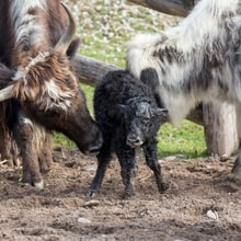Junger Hausyak in der Mongolischen Steppe im Zoo Zürich.
