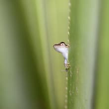 Fröschchen im Masoala Nationalpark in Madagaskar.