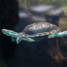 Annam Bachschildkröte im Zoo Zürich
