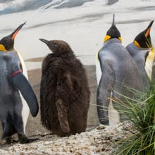 Königspinguine im Zoo Zürich.