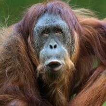 Sumatranischer Orang-Utan