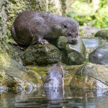 Europäische Fischotter Tom (oben) und Cleo im Zoo Zürich.