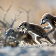 Eine Gruppe Erdmännchen am Kommunizieren. 
