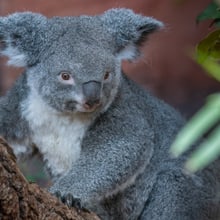 Koalaweibchen Pippa im Zoo Zürich.
