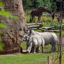 Breitmaulnashörner und Netzgiraffen in der Lewa Savanne des Zoo Zürich.