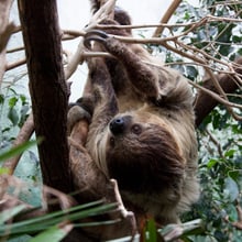 Zweifinger-Faultier im Exotarium des Zoo Zürich.