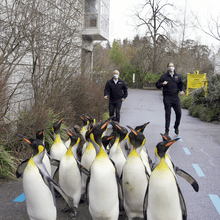 Making-of des Jerusalema-Tanzvideos im Zoo Zürich.