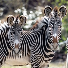 Grevyzebras im Zoo Zürich.