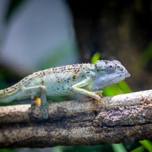 Seychellen-Tigerchamäleon im Zoo Zürich.