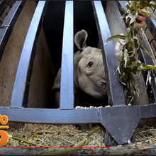Östliches Spitzmaulnashorn Olmoti im Flamingo Land.