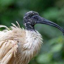 Hellaugenibis im Masoala Regenwald.