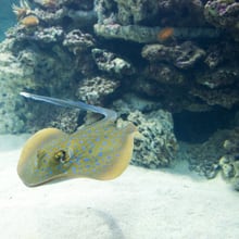 Blaupunktrochen im Aquarium des Zoo Zürich.