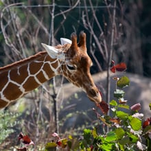 Netzgiraffe Irma in der Lewa Savanne des Zoo Zürich.