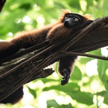 Roter Vari im Masoala Regenwald des Zoo Zürich.