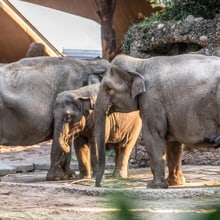 Asiatische Elefanten Ceyla-Himali, Ruwani und Farha im Kaeng Krachan Elefantenpark.