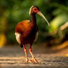 Mähnenibis im Masoala Regenwald des Zoo Zürich.