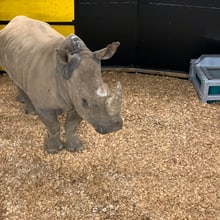 Breitmaulnashorn in der Quarantäne im Zoo Zürich.
