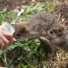 Zwei Bürstenschwanz-Rattenkängurus beim Target-Training im Zoo Zürich.