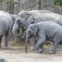 Asiatische Elefanten Farha, Ceyla-Himali und Ruwani im Kaeng Krachan Elefantenpark im Zoo Zürich.