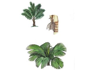 Illustration Riesenfensterpalme