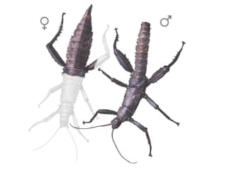 Illustration Dorngespenstschrecke