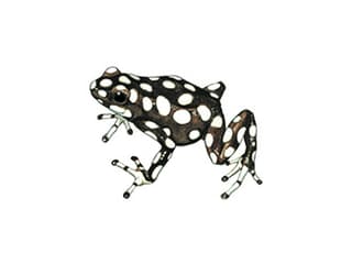 Illustration Marañón-Pfeilgiftfrosch