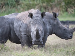 Leadimage Naturschutzprojekt Nashorn Lewa